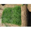 草花草坪报价：马尼拉草坪、德国鸢尾、鼠尾草、红花酢浆草、葱兰