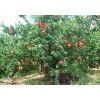观赏果树报价：樱桃树、梨树、枣树、柿树、核桃树、杏树、石榴树