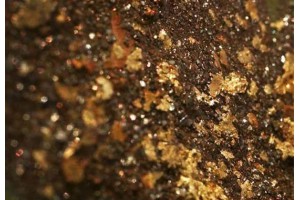 铂思特含铜金精矿焙烧-氰化工艺，高铜金精矿提取金铜的方法