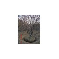 山桃树、4-5-6公分山桃树 丛生山桃树、山西山桃树价格图片