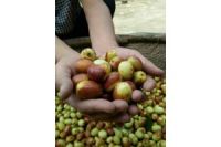 樂陵特產(chǎn)富硒小棗 金絲小棗