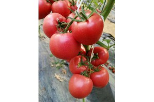 蚌埠西红柿种苗 西红柿苗代育价格