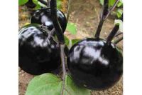 榆林嫁接茄子苗代育早春茬費用