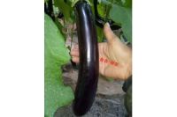 臨沂嫁接長茄子種苗 出售綠把長茄苗