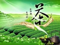 2019年第十六届上海国际茶博会春季茶叶展5月9日