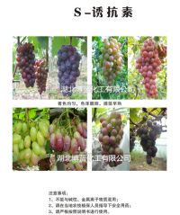 S-誘抗素葡萄色澤