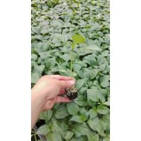 武威辣椒苗基地 育黃綠皮辣椒苗廠家