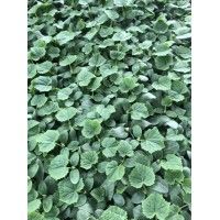 產(chǎn)品圖片