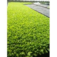 曹縣甘藍苗|有機菜花苗批發(fā)|西蘭花苗基地
