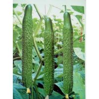 承德黃瓜育苗基地 德瑞特黃瓜苗廠家