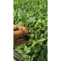 灤平菜花苗基地 育有機菜花苗廠家