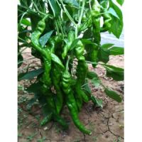 宜春螺絲椒苗基地 辣椒育苗廠