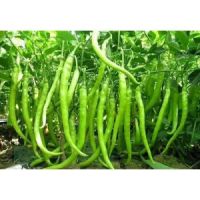 新野線椒苗廠家 南陽出售辣椒苗基地