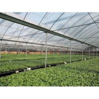 商河育黃瓜苗基地 濟(jì)南黃瓜苗嫁接苗批發(fā)