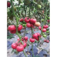 本溪批發(fā)西紅柿苗 大紅西紅柿苗報(bào)價(jià)