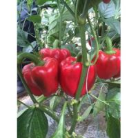 邢臺(tái)圓椒苗廠家 紅菜椒苗批發(fā)