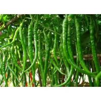 郟縣辣椒苗 種苗廠線椒苗批發(fā)