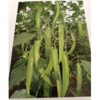 舞鋼長尖椒苗 大果尖椒苗黃綠皮批發(fā)