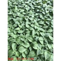 湯陰辣椒苗 安陽辣椒育苗廠