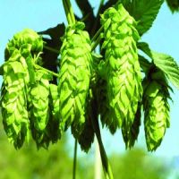 批發(fā)供應(yīng)食品級(jí)增味劑啤酒花