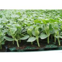 陜縣育西瓜苗基地 早春紅玉/2k/8424西瓜苗