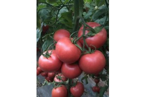 贵阳育苗场 普罗旺斯西红柿苗出售