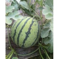 石首嫁接西瓜苗 荊州西瓜育苗廠