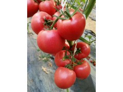 安庆西红柿苗厂 普罗旺斯西红柿苗批发基地