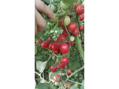 安庆硬粉番茄苗 番茄种苗厂