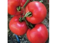 呼和浩特蔬菜苗 寿光番茄种苗基地